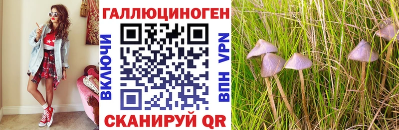 Купить где  Аксай  Псилоцибиновые грибы Cubensis 